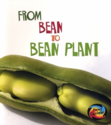 Image for From Bean to Bean Plant
