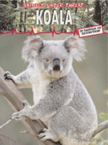 Image for Koala  : in danger of extinction!
