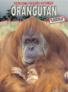 Image for Orangutan  : in danger of extinction!