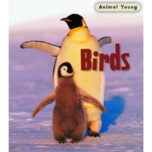 Image for Birds