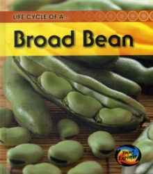 Image for Life cycle of a broad bean
