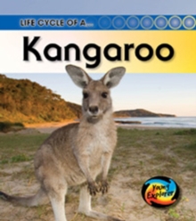 Image for Life Cycle of a Kangaroo