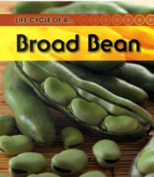 Image for Life cycle of a-- broad bean