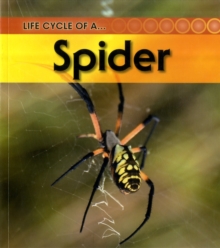 Image for Life cycle of a-- spider