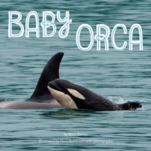 Image for Baby Orca