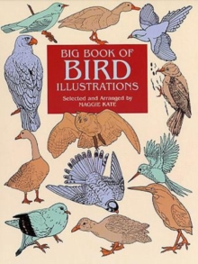 Image for Big Book of Bird Illustrations