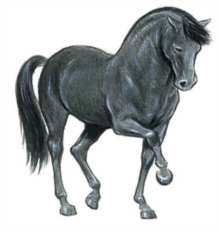 Image for Favorite Horse Stickers