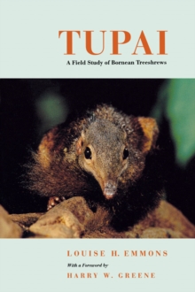 Image for Tupai: a field study of Bornean treeshrews