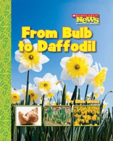 Image for From Bulb to Daffodil (Scholastic News Nonfiction Readers: How Things Grow)
