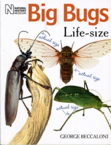Image for Big bugs life-size