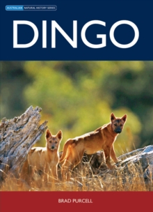 Image for Dingo