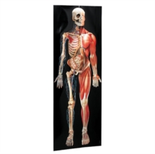 Image for Dimensional Man Anatomical Chart Raised Relief