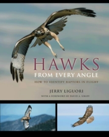 Image for Hawks from every angle  : how to identify raptors in flight