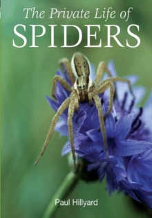 Private Life of Spiders