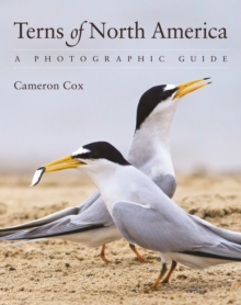 Terns of North America: A Photographic Guide