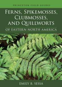 Image for Ferns, spikemosses, clubmosses, and quillworts of eastern North America