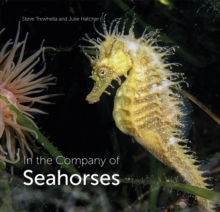 Image for In the Company of Seahorses
