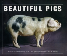 Image for Beautiful pigs