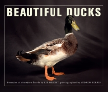 Image for Beautiful ducks