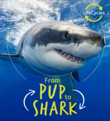 Image for From pup to shark