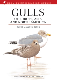 Gulls of Europe, Asia and North America