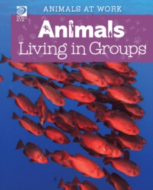 Image for Animals Living in Groups