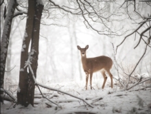 Image for Doe in the Forest Large Embellished Holiday Notecards