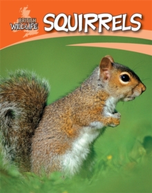 Image for British Wildlife: Squirrels