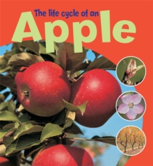 Image for The life cycle of an apple