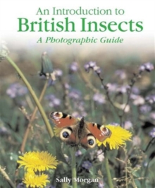 Image for An Introduction to: British Insects