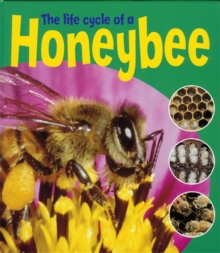 Image for The life cycle of a honeybee