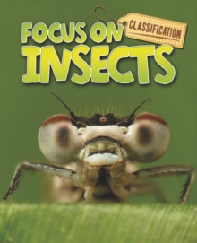 Image for Focus on insects