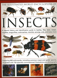 Image for The illustrated world encyclopedia of insects  : a natural history and identification guide to beetles, flies, bees, wasps, mayflies, dragonflies, cockroaches, mantids, earwigs, ants and many more