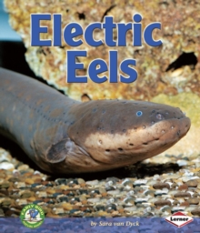 Image for Electric eels