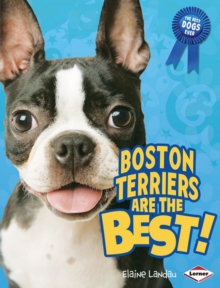 Image for Boston Terriers Are the Best!