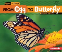 Image for From Egg to Butterfly