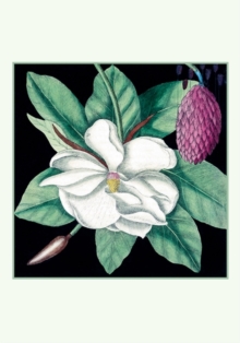 Magnolia Small Boxed Cards