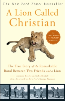 Image for A lion called Christian