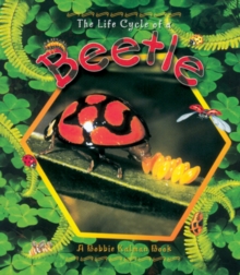Image for The Life Cycle of the Beetle