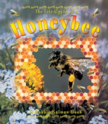 Life Cycle of the Honeybee