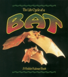 Life Cycle of the Bat