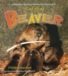 Image for The Life Cycle of the Beaver