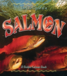 Image for The Life Cycle of the Salmon