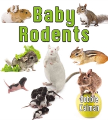 Image for Baby rodents