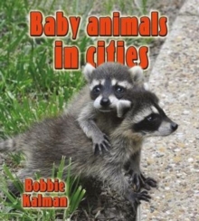 Image for Baby animals in cities
