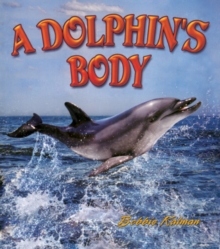 Image for Dolphins Body