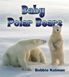 Image for Baby Polar Bears