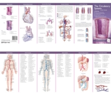 Image for Anatomical Chart Company's Illustrated Pocket Anatomy: The Circulatory System Study Guide