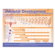 Image for Prenatal Development Anatomical Chart