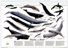 Image for Whales Of The World Flat